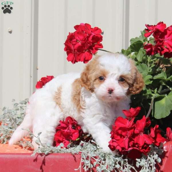 Charlotte, Cavapoo Puppy